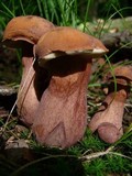 Tylopilus badiceps image