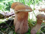Tylopilus badiceps image