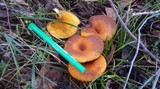 Austropaxillus infundibuliformis image