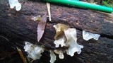 Tremella fuciformis image
