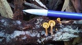 Galerina hypnorum image