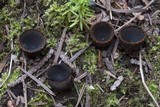 Plectania melastoma image