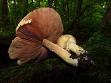 Agaricus placomyces image