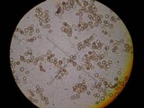 Calbovista subsculpta image