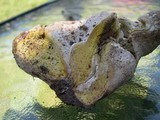 Calbovista subsculpta image