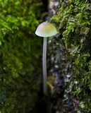 Mycena subcaerulea image