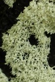 Ceratiomyxa fruticulosa var. fruticulosa image