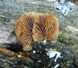 Melanotus horizontalis image