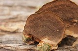 Phellinus gilvus image