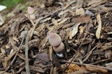 Leucoagaricus americanus image