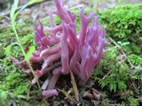 Clavaria zollingeri image