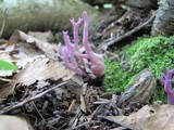 Clavaria zollingeri image