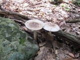 Amanita brunnescens image