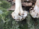 Amanita brunnescens image