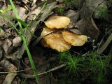 Hygrocybe miniata image