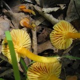 Hygrocybe miniata image