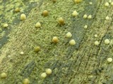 Helicogloea compressa image