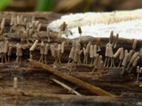 Arcyria cinerea image