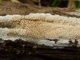 Basidioradulum radula image