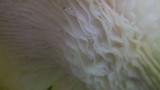 Neolentinus lepideus image