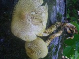 Neolentinus lepideus image