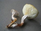 Neolentinus lepideus image