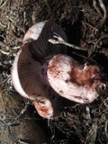 Hygrophorus purpurascens image