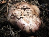 Hygrophorus purpurascens image