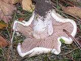 Hebeloma crustuliniforme image