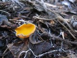 Caloscypha fulgens image