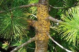 Cronartium ribicola image