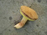 Boletus subtomentosus image