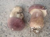 Tylopilus rubrobrunneus image