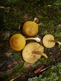 Callistosporium luteo-olivaceum image