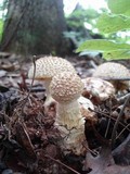 Amanita ravenelii image
