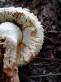 Amanita ravenelii image