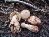 Amanita ravenelii image