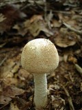 Amanita daucipes image