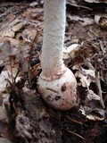 Amanita daucipes image