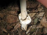 Amanita sect. Vaginatae image