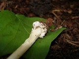 Amanita sect. Vaginatae image