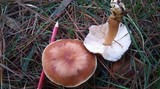 Rhodocollybia butyracea image