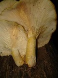 Pleurotus dryinus image