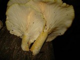Pleurotus dryinus image