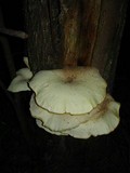 Pleurotus dryinus image