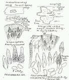 Peniophora incarnata image