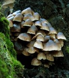 Mycena yuulongicola image