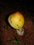 Amanita banningiana image