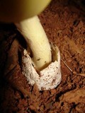 Amanita banningiana image