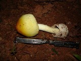 Amanita banningiana image